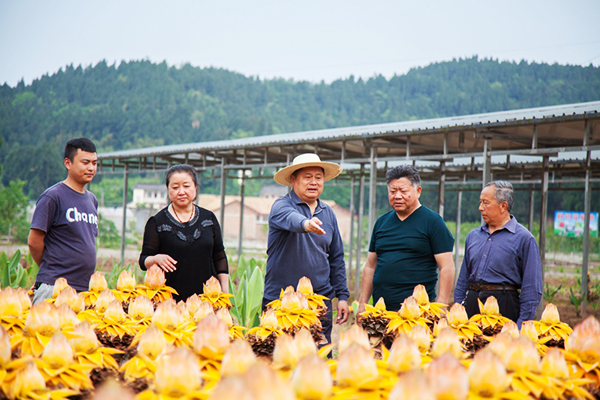 蓬溪县拱市联村党委书记蒋乙嘉，作为遂宁市“农村优秀人才回引”工程中的一员，回乡带领村民脱贫致富-1.jpg
