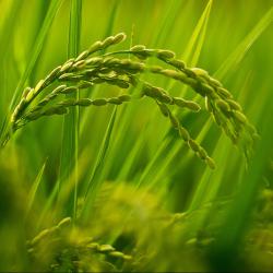 蒋刚到眉山“四不两直”督导大春生产等“三农”重点工作