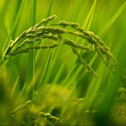 韩俊在河北调研时强调  全力以赴夺取秋粮丰收 大力推动智慧农业发展