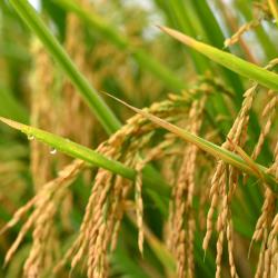 农业农村部召开全国严格品种管理推进会